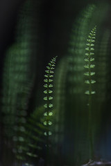 abstract black background with greens © Per
