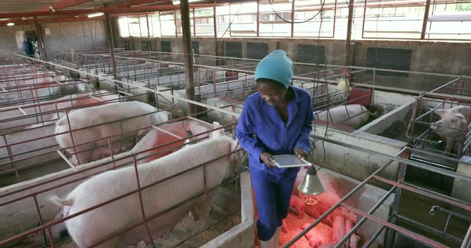 Woman pig farmer using a tablet to monitor progress of pigs on an industrial pig farm