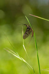 Fototapeta premium Eintagsfliege im grünen Gras