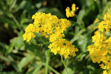 Basket of gold or Aurinia saxatilis or Goldentuft alyssum or Golden alyssum or Golden alison or Gold-dust or Golden-tuft alyssum or Golden-tuft madwort or Rock madwort little rounded evergreen perenni