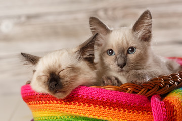Thai cat in yarn and balls. Cozy photo.