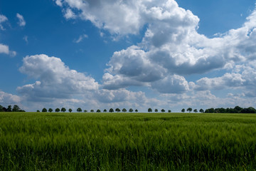 Gerstenfeld und Wolkenhimmel