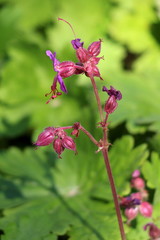 Bigroot geranium or Geranium macrorrhizum or Bulgarian geranium or Rock cranes-bill ornamental flowering plant with pink to magenta open flowers and flower buds on hairy stem with light green lobed pa