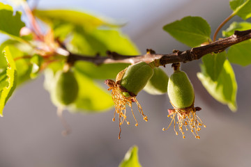The ovary of the fruit apricot. Fruit development, initial phase. Green apricot ovary.