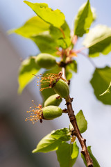 The ovary of the fruit apricot. Fruit development, initial phase. Green apricot ovary.