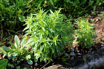 Common snapdragon or Antirrhinum majus or Snapdragon herbaceous perennial ornamental flowering plant with light green spirally arranged broadly lanceolate leaves planted in form of small bush next to 