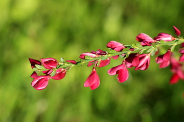 Cytisus flowering plant single branch with masses of brightly dark red coloured pea like flowers...