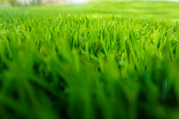 Grünes Gras - Nahaufnahme