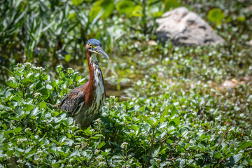 green heron
