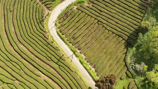 Tea fields Azores Portugal Aerial Drone