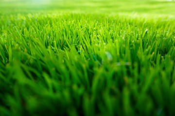 Fototapeta premium Grünes Gras - Nahaufnahme