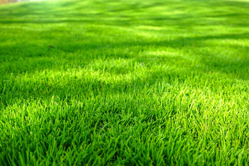 Grünes Gras - Weites Feld