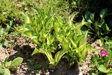 Densely planted Plantain lily or Hosta or Giboshi or Heart-leaf lilies foliage plant with large ribbed light green to white leaves borne in a cluster at the base of the plant planted in local garden o