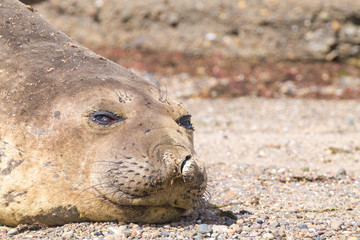 Obraz premium Elephant seal on beach close up, Patagonia, Argentina