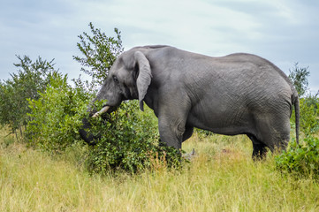 Fototapeta premium A male bull elephant eating plant tree and branches
