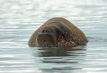 Obraz premium Walrus coming at you