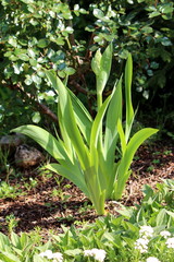 Fresh young Iris flowering perennial plant with closed flower starting to emerge surrounded with long light green leaves and other garden plants in local garden on warm sunny spring day