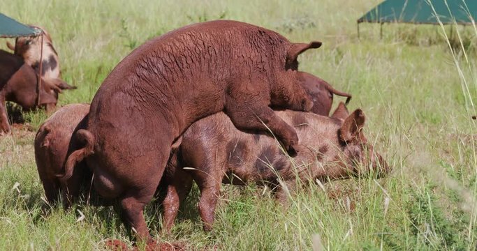 Free range pig mating