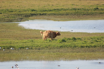 boeuf highland