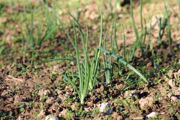 Green onions or Spring onions or Salad onions surrounded with dry soil and small grass planted in local urban garden on warm sunny spring day