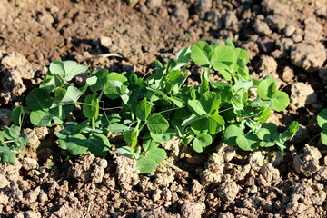 Green pea or Pisum sativum annual plant with fresh seed pods planted in local urban garden surrounded with dry soil on warm sunny spring day