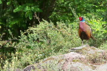 beautiful wild pheasant sitting on the stones in the background of the forest