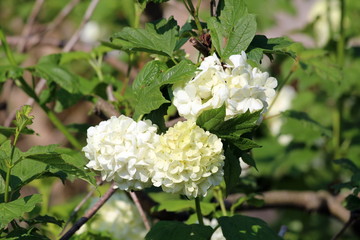 Guelder rose or Viburnum opulus or Roseum or Sterile or Snowball tree or Water elder or Cramp bark or European cranberrybush flowering plant with large snowball like white flowers with thick green lea