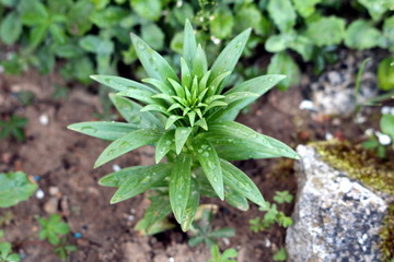 Lily or Lilium or Lilies young herbaceous perennial flowering plant with long light green leaves covered in fresh raindrops planted in local garden on rainy spring day