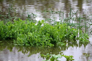 Local garden with fresh Green pea or Pisum sativum and Green onions or Spring onions or Salad onions completely covered with flood water during rainy spring season