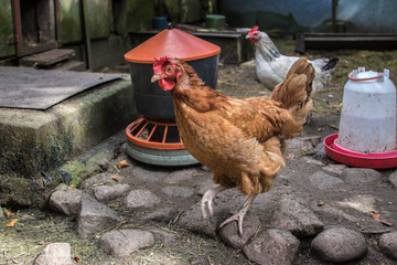 Chicken kept in a hen house