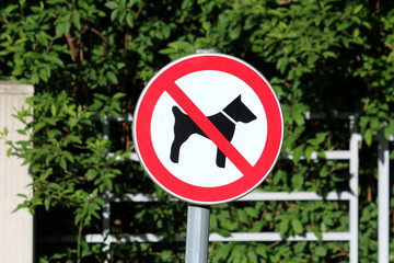 No dogs allowed white round metal sign with black image of dog crossed with red line mounted on metal pole placed in local park with dense forest vegetation and metal fence in background on warm sunny