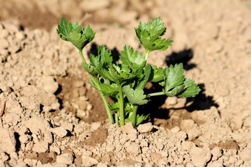 Parsley or Petroselinum crispum or Garden parsley young freshly planted flowering vegetable plant in local urban garden surrounded with dry soil on warm sunny spring day