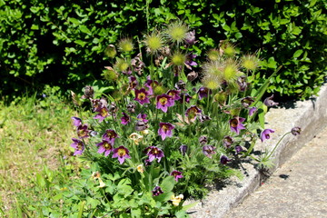 Pulsatilla vulgaris or Pasque flowers or Pasqueflowers or European pasqueflowers or Danes blood herbaceous perennial flowering plants with blooming dark violet flowers and hairy silky white seed heads