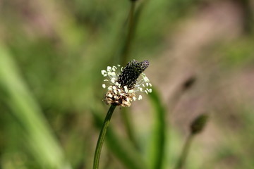 Ribwort plantain or Plantago lanceolata or Narrowleaf plantain or English plantain or Ribleaf or Lambs tongue rosette forming perennial herb regarded as common weed of cultivated land with deeply furr
