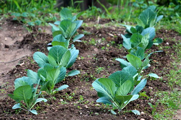 Rows of young Cabbage or Headed cabbage leafy green annual vegetable crop planted in local urban garden surrounded with wet soil and other plants on warm sunny spring day