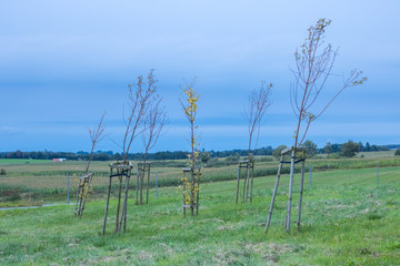 Fototapeta na wymiar Little trees in a motorway service area