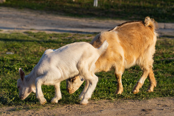  Newborn goats gets acquainted with the outside world. Breeding and growing pets. Childhood goats in the household yard.