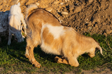  Newborn goats gets acquainted with the outside world. Breeding and growing pets. Childhood goats in the household yard.