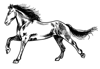 Running horse. Vector freehand drawing , engraving .