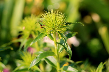 Sweet William or Dianthus barbatus young flowering plant with light green leaves without any flowers planted in local garden on warm sunny spring day