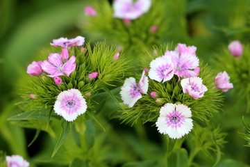 Obraz premium Sweet William or Dianthus barbatus young flowering plants with light pink flowers and green leaves planted in local garden on warm sunny spring day