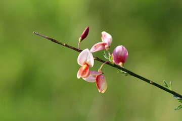 Top view of single branch of Cytisus flowering plant with blooming brightly light pink coloured pea like flowers surrounded with tiny leaves on green garden background