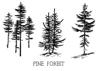 Firs , pines . A set of drawings of trees . Vector freehand drawing . Engraving.