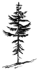 Pine forest. Vector freehand drawing . Sketch on a white background .