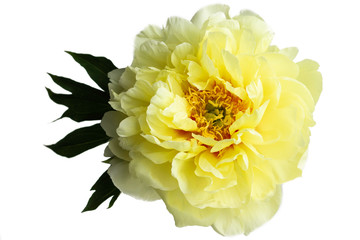 Yellow peony flower Isolated on the white background with clipping path without shadows. For design. Nature.