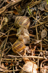 Helix pomatia, Roman - Burgundy snail, escargot, is a species of large, edible, air-breathing land snail, a gastropod terrestrial mollusc in the family Helicidae. Amorous courtship hermaphrodites.