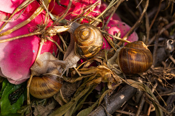 Helix pomatia, Roman - Burgundy snail, escargot, is a species of large, edible, air-breathing land snail, a gastropod terrestrial mollusc in the family Helicidae. Amorous courtship hermaphrodites.