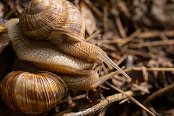 Helix pomatia, Roman - Burgundy snail, escargot, is a species of large, edible, air-breathing land snail, a gastropod terrestrial mollusc in the family Helicidae. Amorous courtship hermaphrodites.