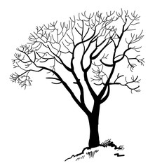 Old tree . Tree. Vector freehand drawing . Fast sketch pen .