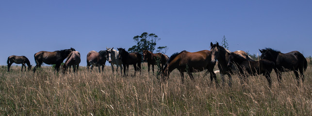 horses